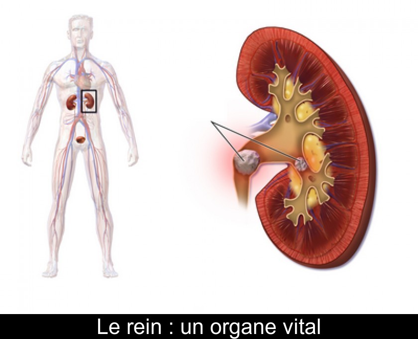 Le rein : un organe vital Le rein : un organe vital