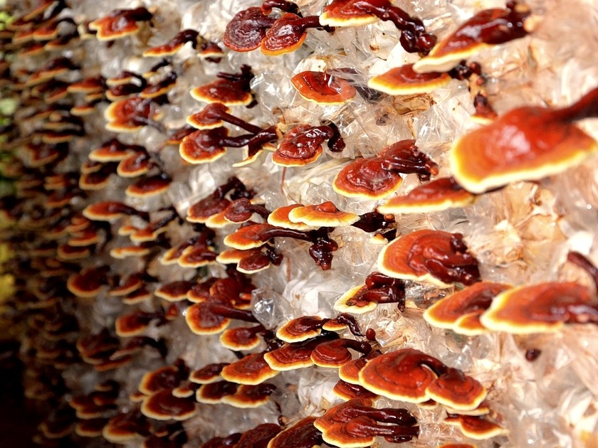Le reishi ou champignon de la longévité : une mine de bienfaits Le reishi ou champignon de la longévité : une mine de bienfaits