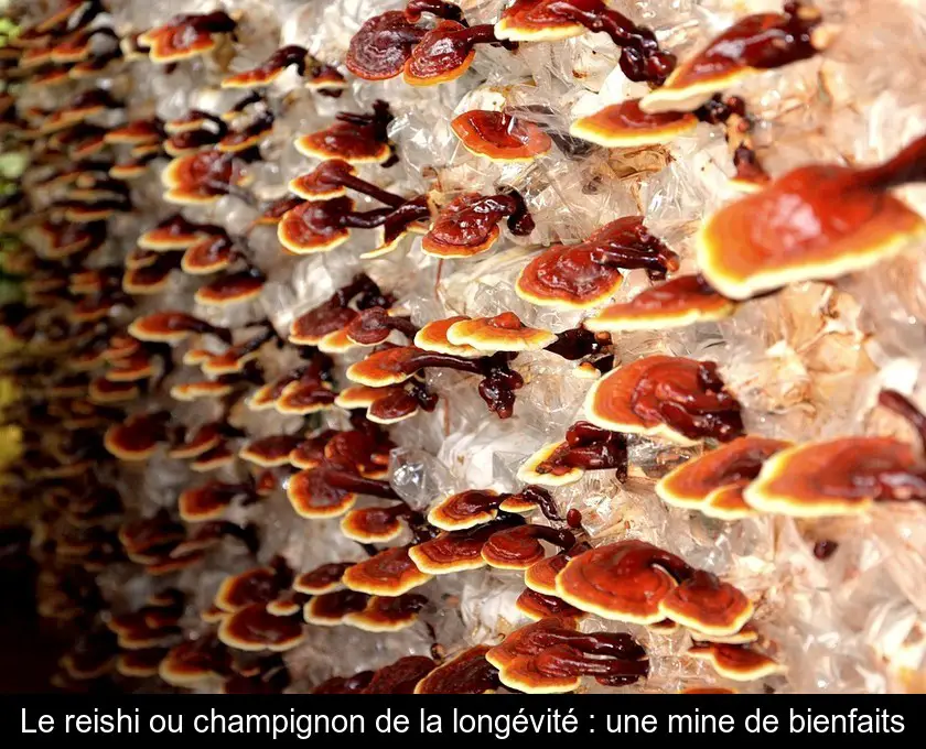 Le reishi ou champignon de la longévité : une mine de bienfaits