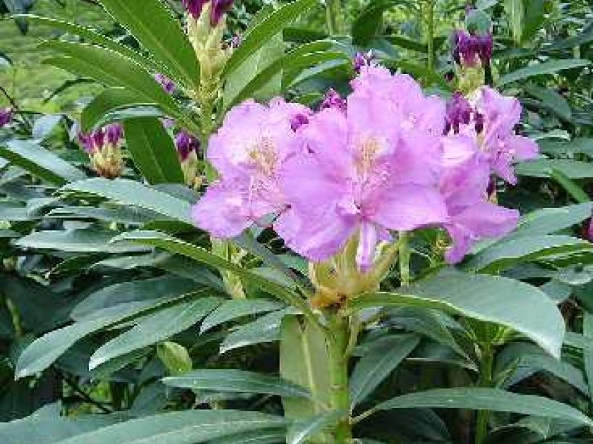 Le rhododendron : plantation et entretien Le rhododendron : plantation et entretien