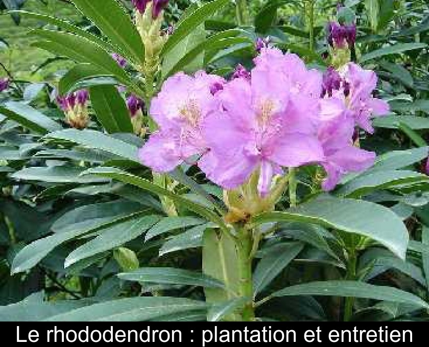 Le rhododendron : plantation et entretien
