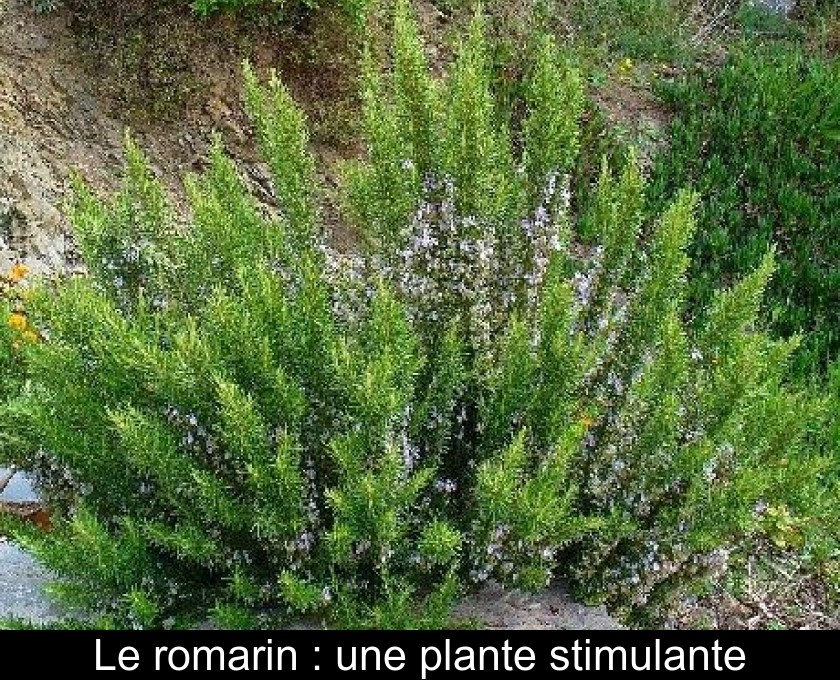 Le romarin : une plante stimulante Le romarin : une plante stimulante