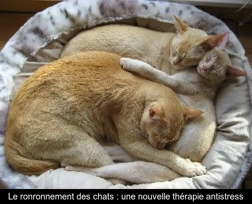 Le ronronnement des chats : une nouvelle thérapie antistress