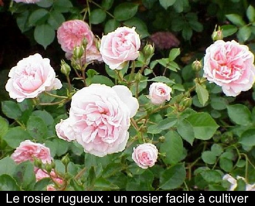 Le rosier rugueux : un rosier facile à cultiver