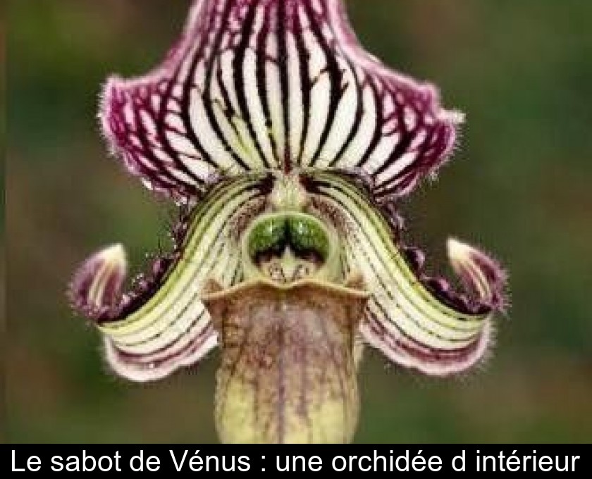 Le sabot de Vénus : une orchidée d'intérieur