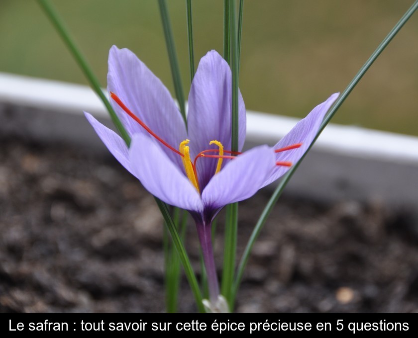 Le safran : une épice précieuse Le safran : une épice précieuse