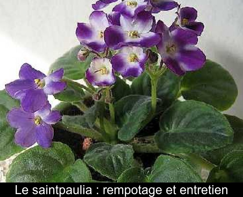 Le saintpaulia : rempotage et entretien Le saintpaulia : rempotage et entretien