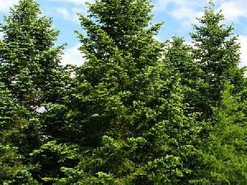 Le sapin de Nordmann : entretien et plantation Le sapin de Nordmann : entretien et plantation