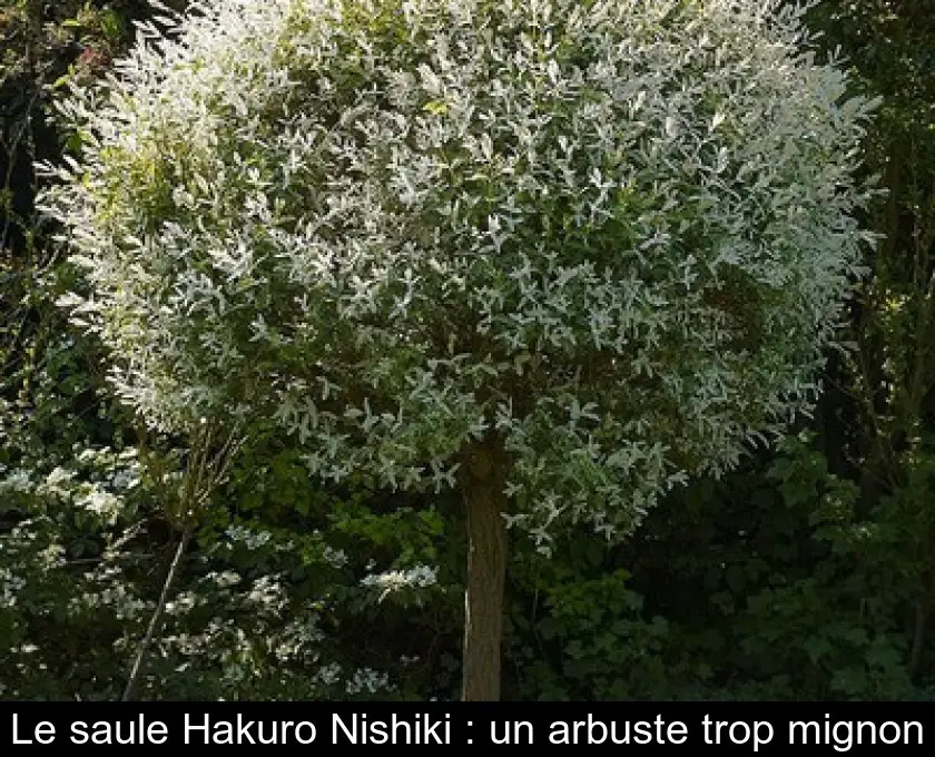 Le saule Hakuro Nishiki : un arbuste trop mignon