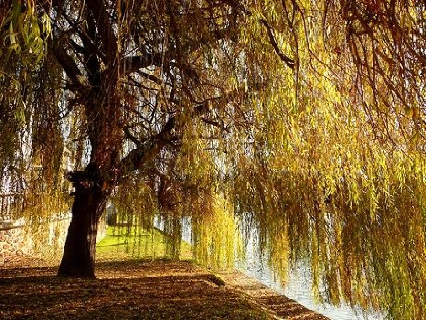 Le saule pleureur : un arbre très décoratif Le saule pleureur : un arbre très décoratif