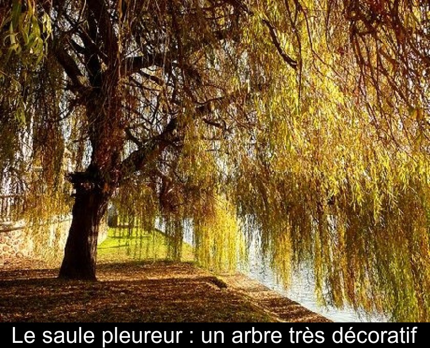Le saule pleureur : un arbre très décoratif Le saule pleureur : un arbre très décoratif