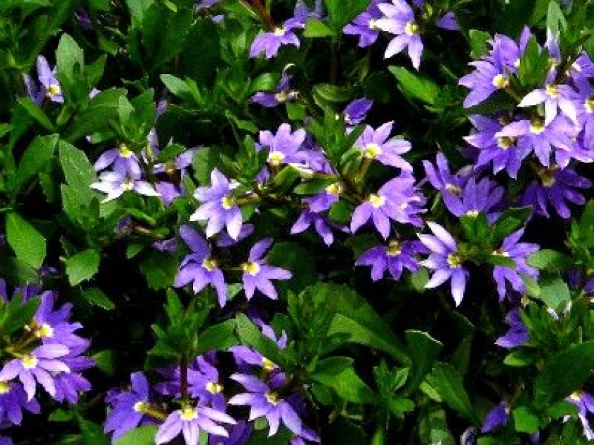 Le scaevola aemula : une plante idéale pour une suspension Le scaevola aemula : une plante idéale pour une suspension