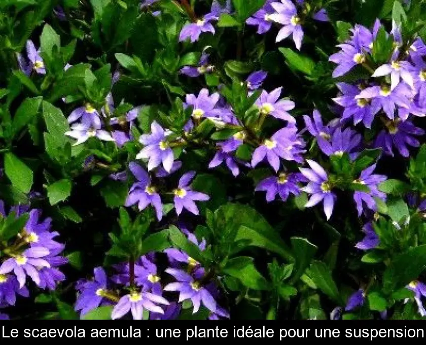 Le scaevola aemula : une plante idéale pour une suspension