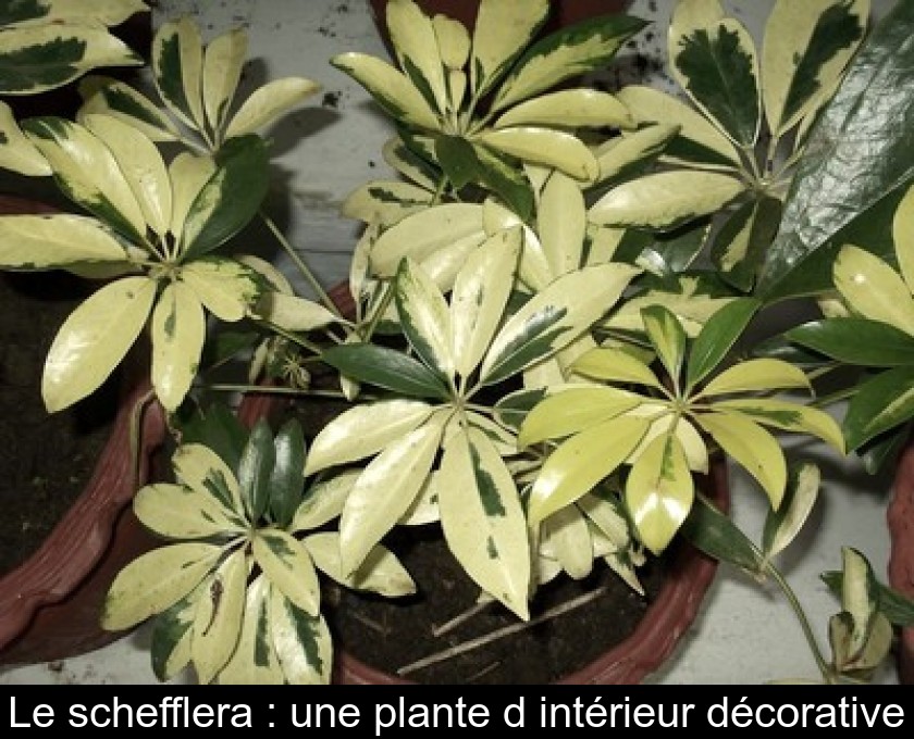 Le schefflera : une plante d'intérieur décorative Le schefflera : une plante d'intérieur décorative