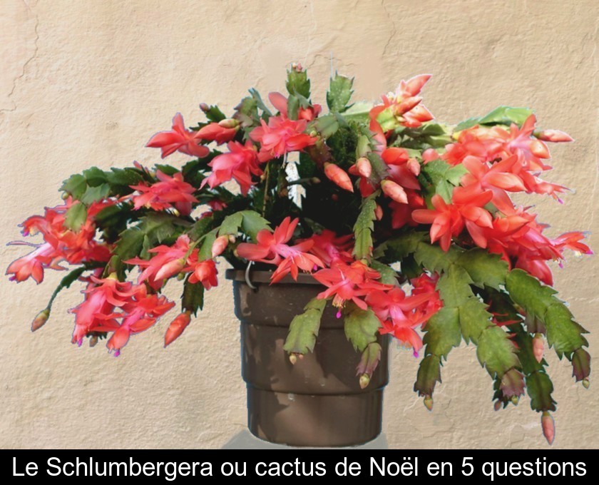 Le Schlumbergera ou cactus de Noël Le Schlumbergera ou cactus de Noël