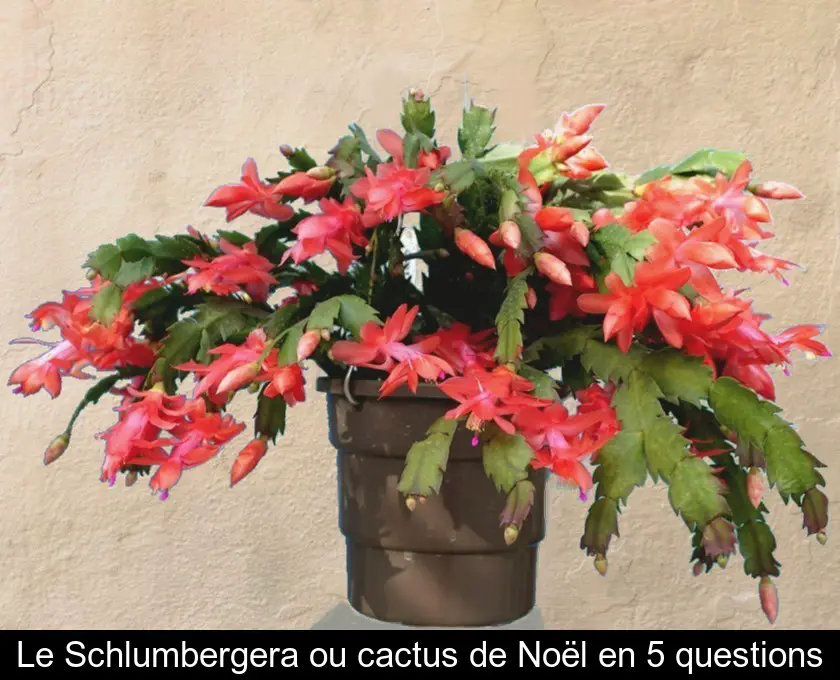 Le Schlumbergera ou cactus de Noël en 5 questions