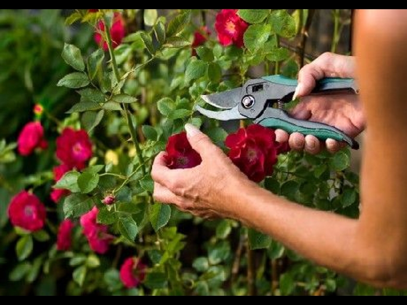 Le sécateur : l'outil indispensable du jardinier Le sécateur : l'outil indispensable du jardinier