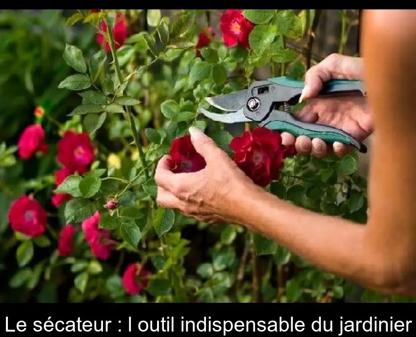 Le sécateur : l'outil indispensable du jardinier