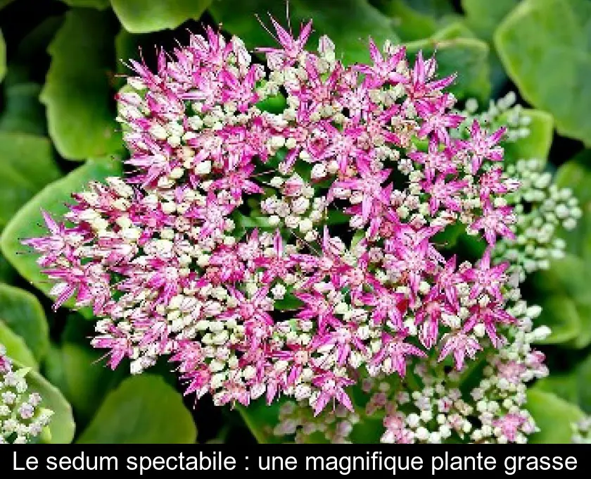 Le sedum spectabile : une magnifique plante grasse