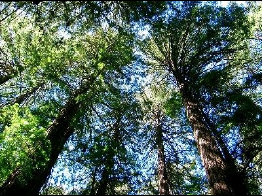 Combien Mesure Le Plus Grand Arbre Du Monde Le séquoia : le plus grand arbre du monde