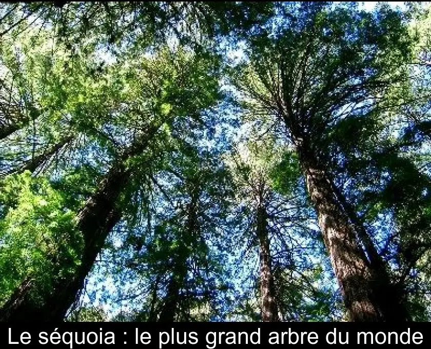 Le séquoia : le plus grand arbre du monde