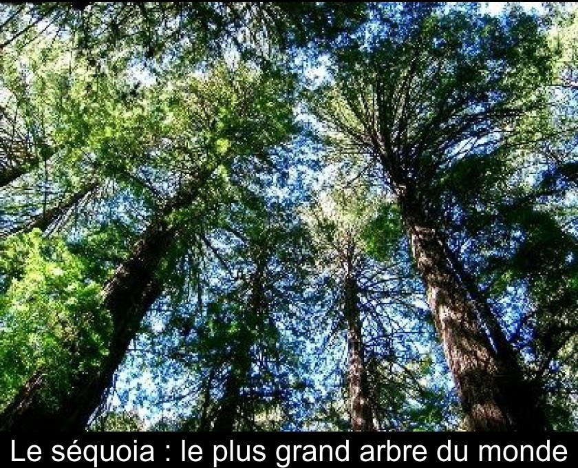 Le séquoia : le plus grand arbre du monde Le séquoia : le plus grand arbre du monde