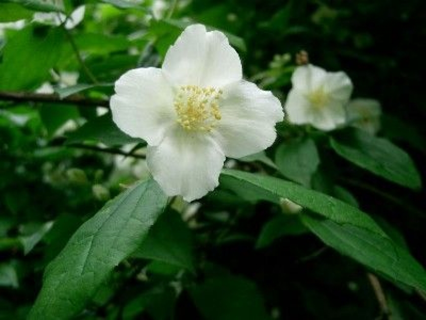 Le seringat : entretien et bouturage Le seringat : entretien et bouturage