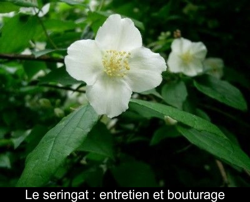Le seringat : entretien et bouturage Le seringat : entretien et bouturage
