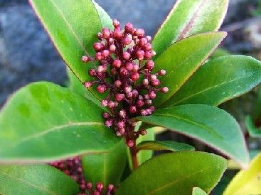 thumb le skimmia du japon   un arbuste decoratif 4701