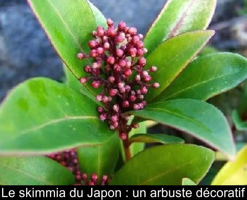 Le skimmia du Japon : un arbuste décoratif