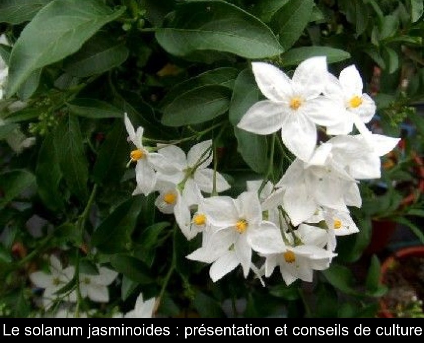 Le solanum jasminoides : présentation et conseils de culture Le solanum jasminoides : présentation et conseils de culture