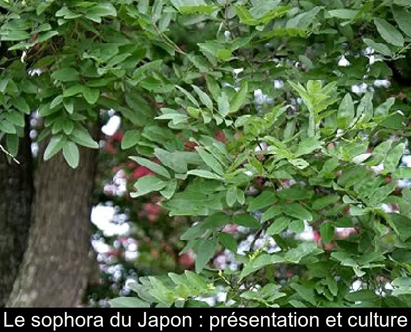 Le sophora du Japon : présentation et culture