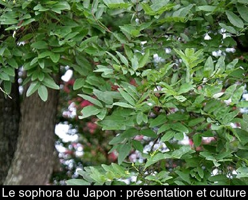 Le sophora du Japon : présentation et culture Le sophora du Japon : présentation et culture