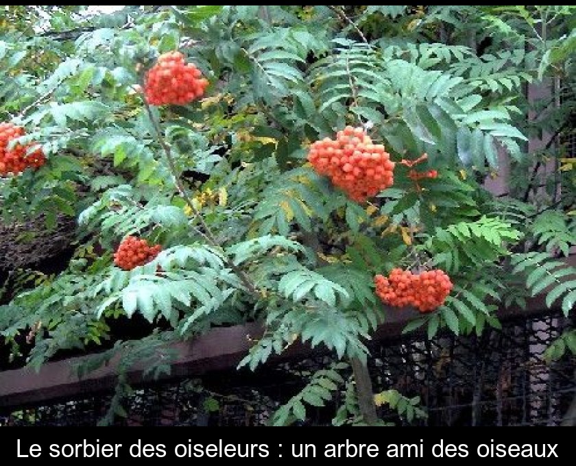 Le sorbier des oiseleurs : un arbre ami des oiseaux