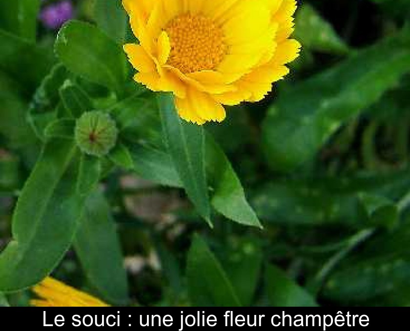 Le souci : une jolie fleur champêtre