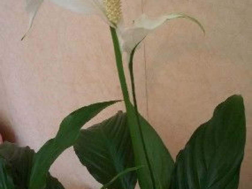 Le spathiphyllum : présentation et conseils d'entretien Le spathiphyllum : présentation et conseils d'entretien