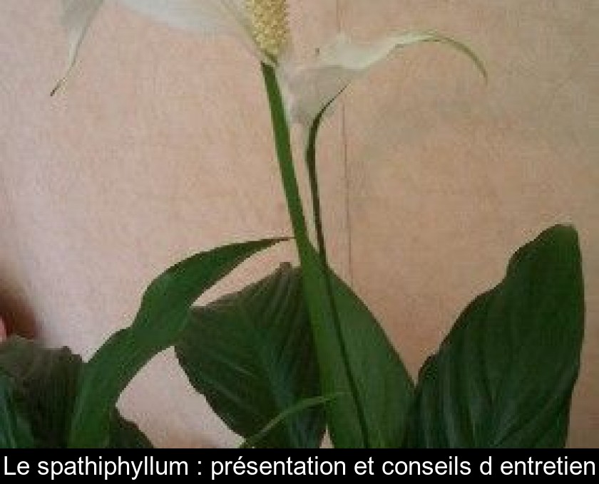 Le spathiphyllum : présentation et conseils d'entretien Le spathiphyllum : présentation et conseils d'entretien