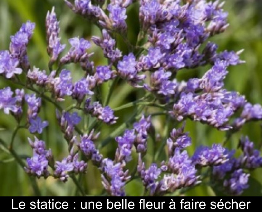 Le statice : une belle fleur à faire sécher