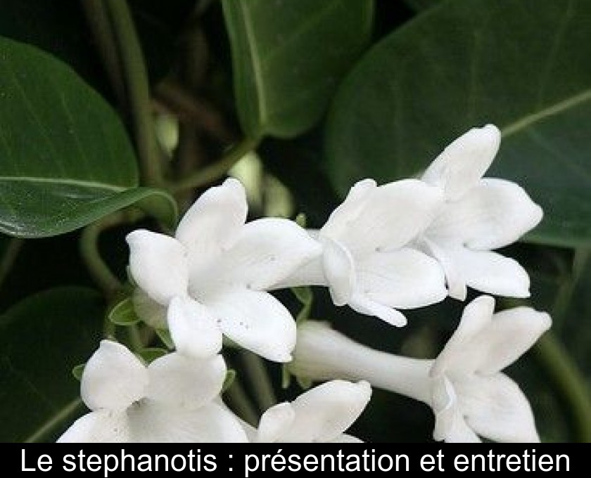 Le stephanotis : présentation et entretien