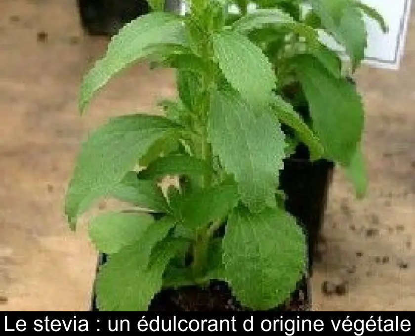 Le stevia : un édulcorant d'origine végétale