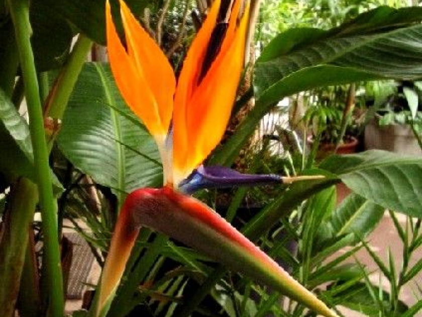 Le strelitzia ou oiseau de paradis Le strelitzia ou oiseau de paradis