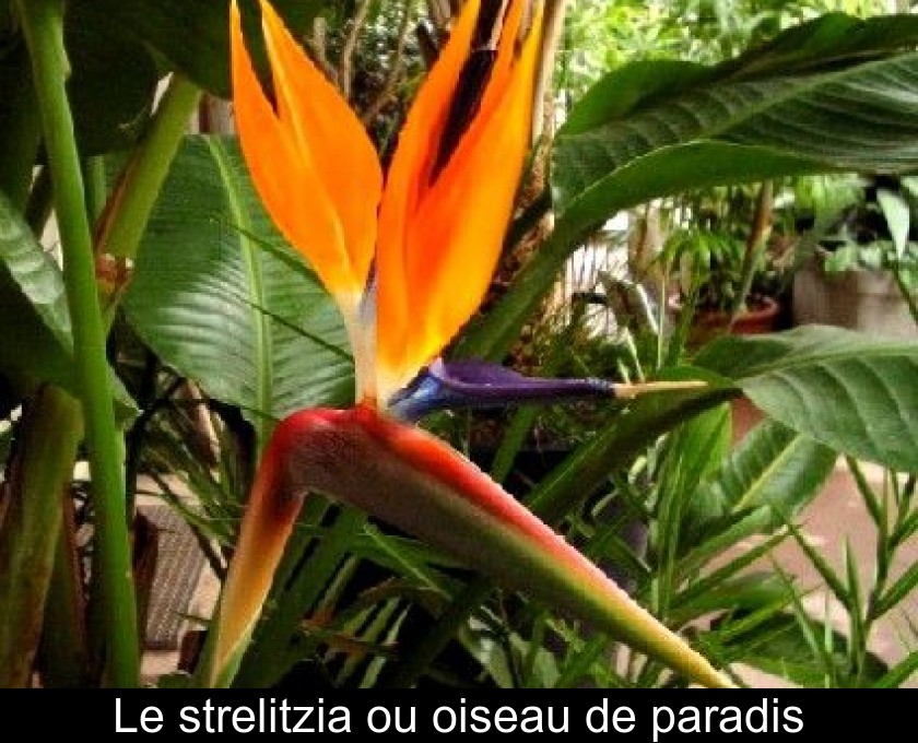 Le Strelitzia Ou Oiseau De Paradis