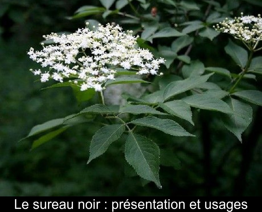 Le sureau noir : présentation et usages Le sureau noir : présentation et usages