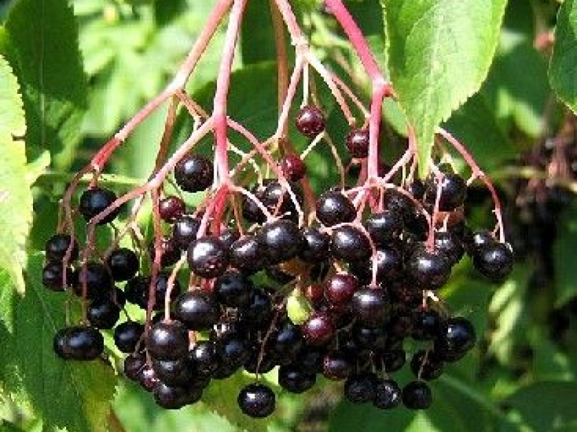 Le sureau noir : un allié contre le rhume Le sureau noir : un allié contre le rhume