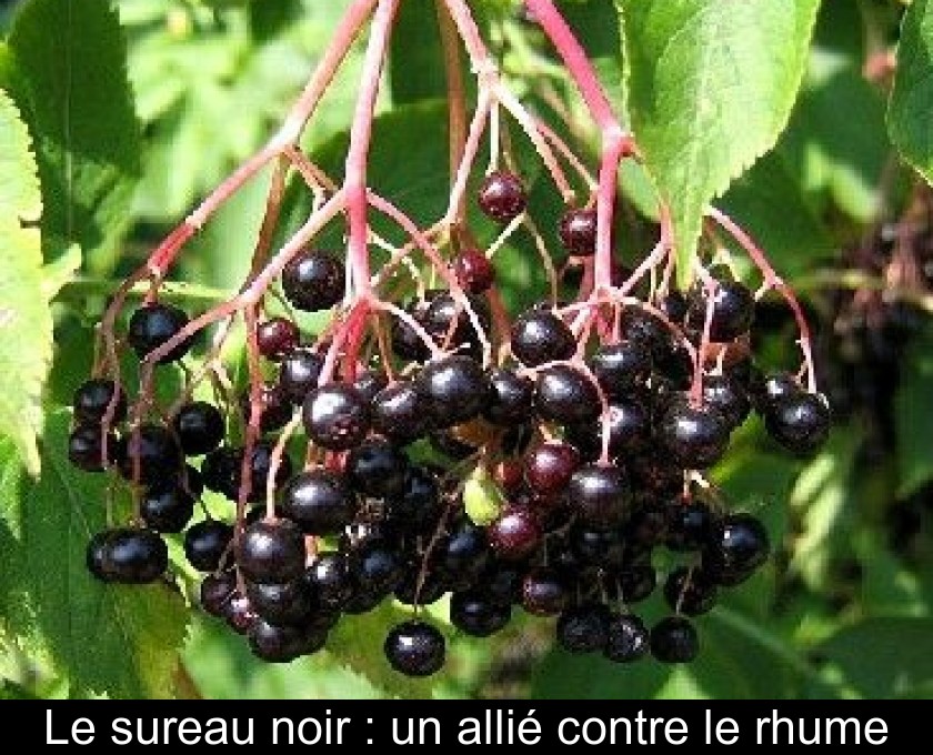 Le sureau noir : un allié contre le rhume