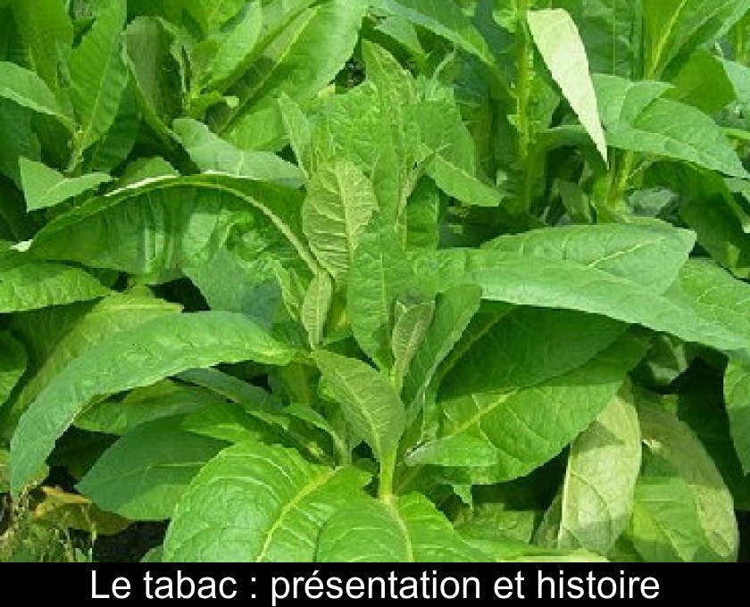 Le tabac : présentation et histoire