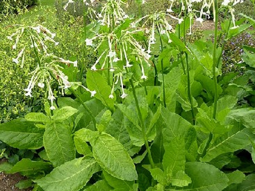 plante de tabac