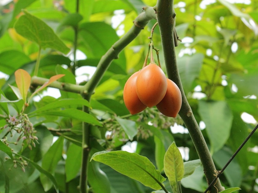Le tamarillo ou tomate en arbre : présentation et conseils de culture Le tamarillo ou tomate en arbre : présentation et conseils de culture