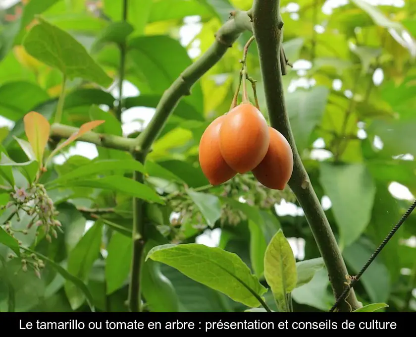 Le tamarillo ou tomate en arbre : présentation et conseils de culture