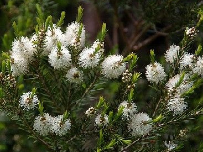 Le tea tree : présentation et propriétés Le tea tree : présentation et propriétés